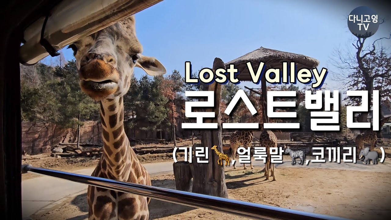 로스트밸리(Lost Valley) 에버랜드 _ 기린🦒,얼룩말🦓,코끼리🐘 보러 다니고잉 했어요😊