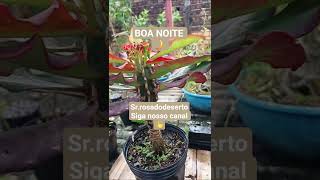 Cactus 🌵 on your patio #plants #goodmorning #desertrose