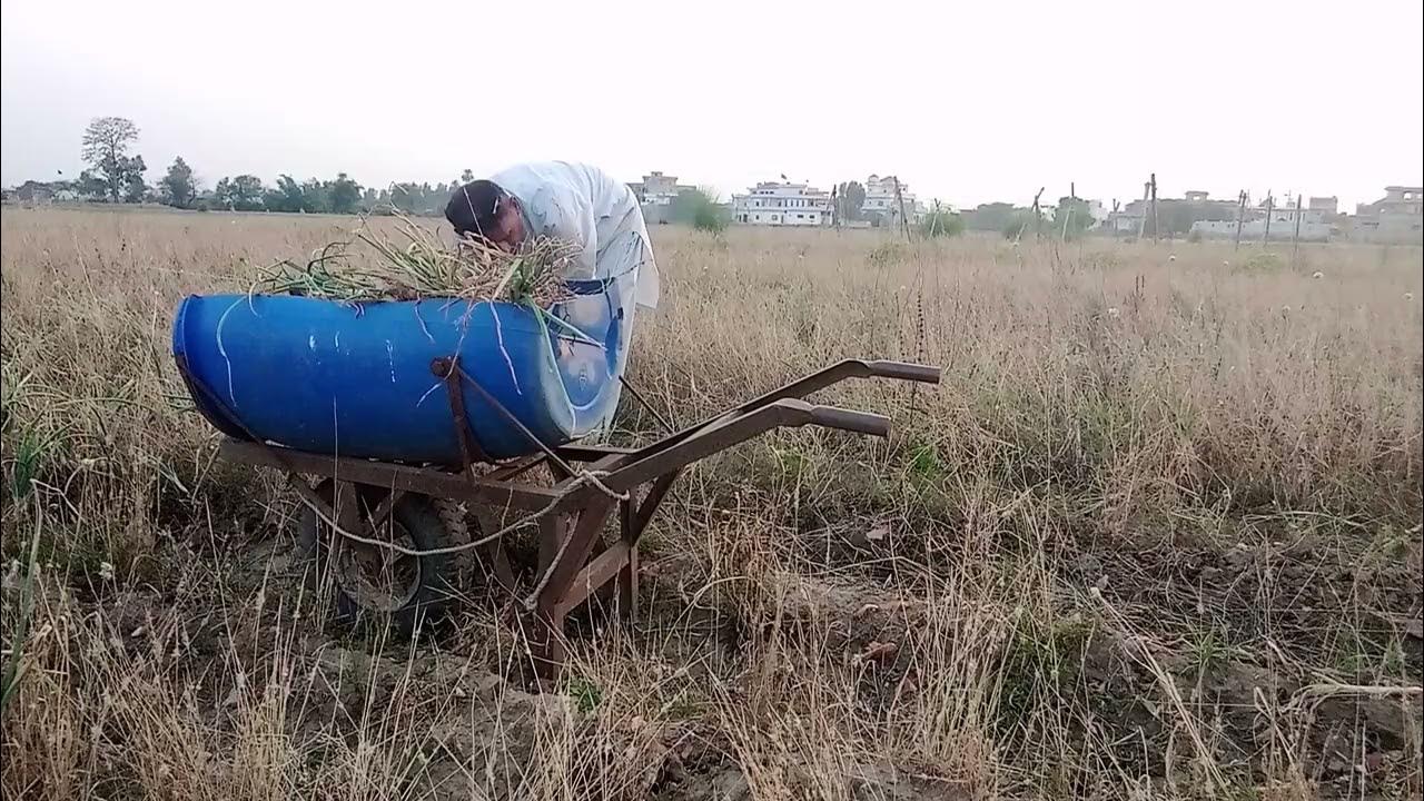 onion harvesting YouTube