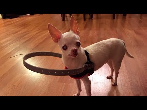 Video: El perro de rescate ciego tiene su propio perro de ojos