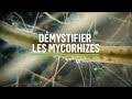 Mycorhizes 101 comment se produit la symbiose 