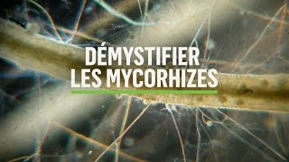 Mycorhizes 101: Comment se produit la symbiose ?