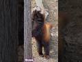 興味津々…レッサーパンダの円実(2020年4月1日撮影)