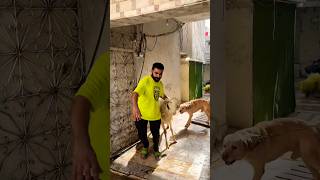 Dog attack on sheep😍😂 #ytshorts #funny #viralreels #shorts #pets #bakraeid #funny #qurbani #shero