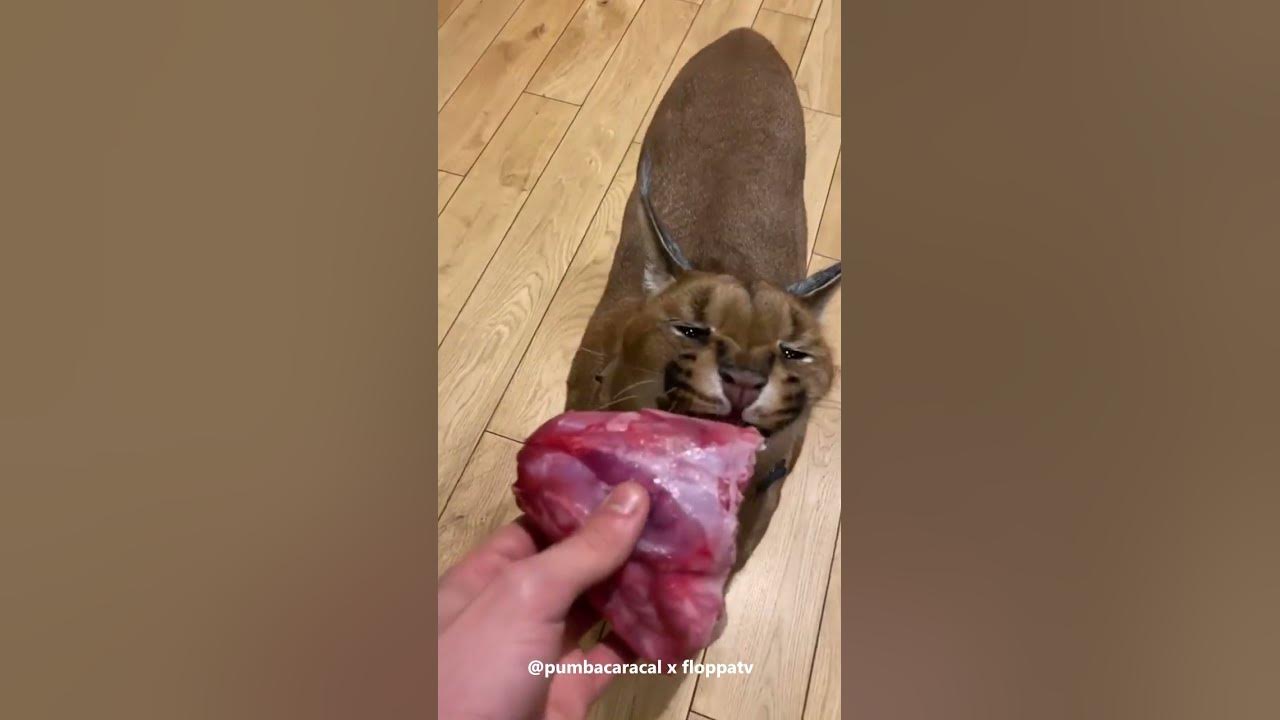 Caracal Pumba's Dinner : Floppa #shorts - YouTube