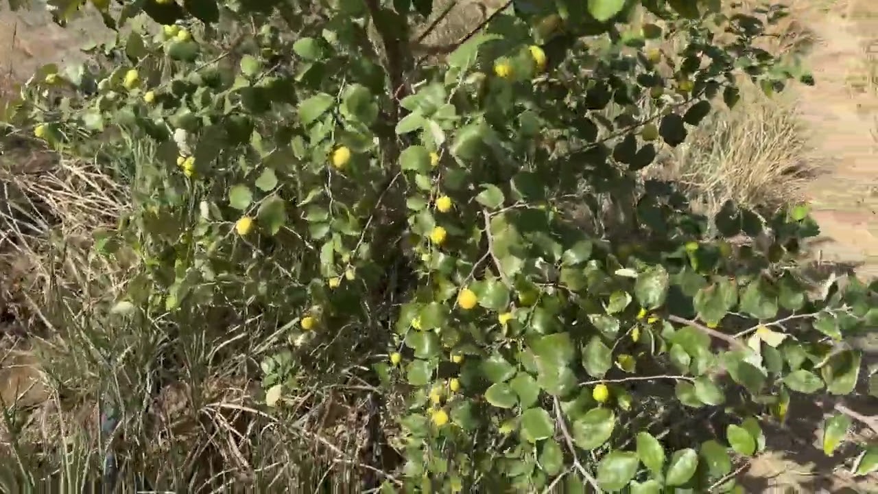 نضج النبك (السدر) 