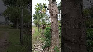 Tea Garden bunglow #assam #vlogs #teagarden #bagan #northeast