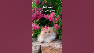 ♥♥♥#quran #تلاوة_قرآن #القرآن_الكريم #qurankareem #خشوع #تلاوة_مؤثرة #تلاوة_خاشعة #qurandaily #قرآن