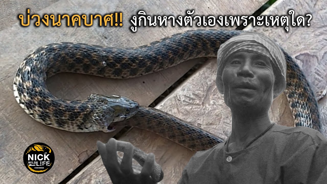 ลุยดิบ EP.62 บ่วงนาคบาศ งูกินหางตัวเองเพราะเหตุใด?