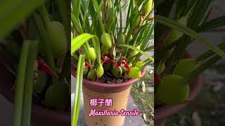 椰子蘭 Maxillaria