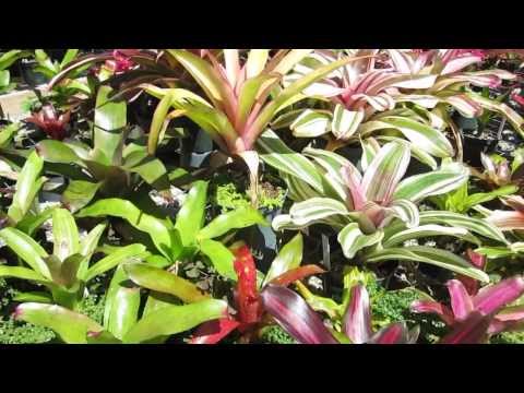 Video: Neoregelia bromeelia taimede kasvatamine: populaarsed bromeelia neoregelia sordid