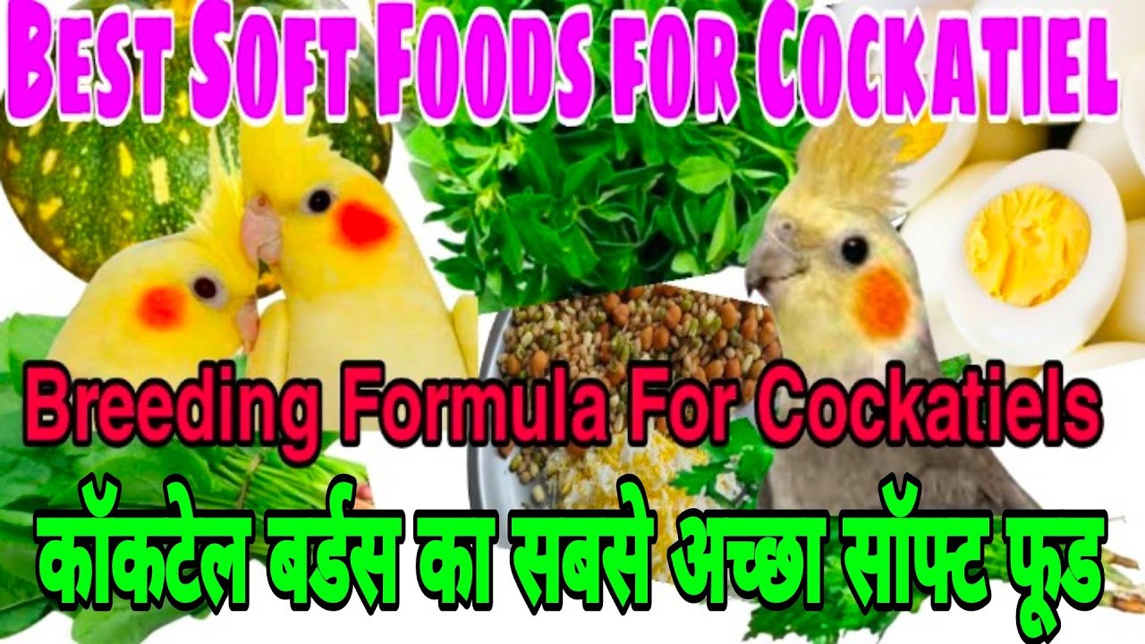 Cockatiel Best Soft Food Soft Food for Cockatiel Chicks How to Make