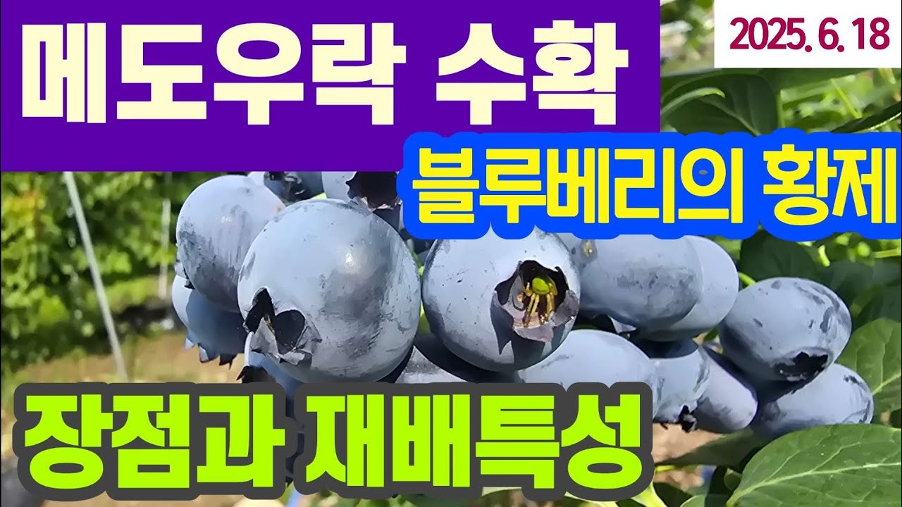 메도우락 - 장점과 재배특성 #최고 블루베리 추천