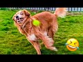 Funny Animal Videos 2023 😹 - Funniest Dogs and Cats Videos 😻 #36