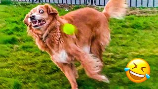 Funny Animal Videos 2023 😹 - Funniest Dogs and Cats Videos 😻 #36