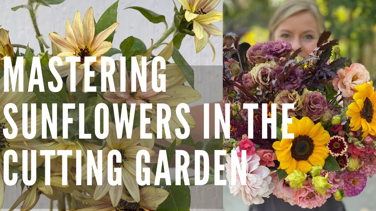 Growing sunflowers with a flower farmer! - YouTube