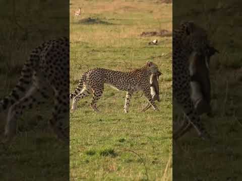 Nashipai Cub With A Kill