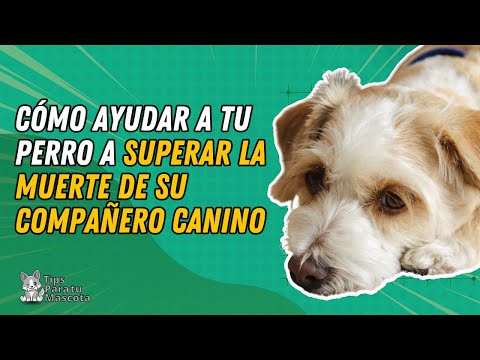 Video: ¿Cuánto tiempo puede vivir una garrapata en un perro?