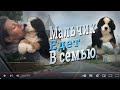 Щенок Бернского Зенненхунда едет в семью (Bern Puppy)