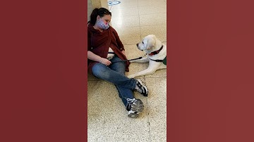 PTSD Service Dog task 1