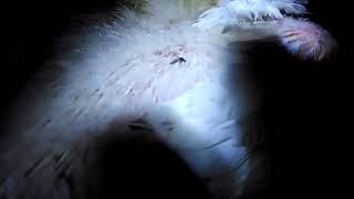 Avian Malaria In Birds, Leucocytozoonosis, At Poultry Ranch Farm, Poultry Dise
