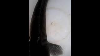 Gilang dapat ikanbesar