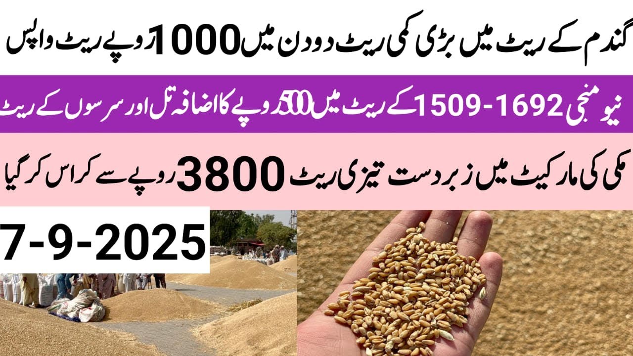 Wheat price today in panjab Galla Mandi hafizabad.New paddy price today.Makki rate,sarson ,till,rate