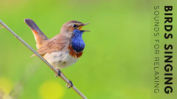 Beautiful Birds Singing - Relaxing Nature Sounds For Stress Relief, Stop Overthinking, Bird Song