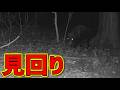 【狩猟】カメラに映る怪しい影…イノシシ罠猟【狩女子】 Wild boar trapping