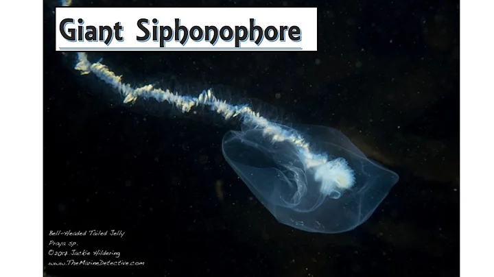 The Giant Siphonophore  | THE LONGEST SEA CREATURE IN THE WORLD!!