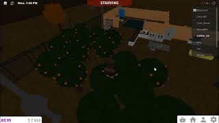 ROBLOX WELCOME TO BLOXBURG HARVESTING MY ORANGE TREES