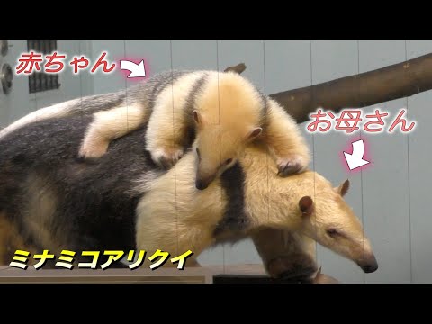 可愛い動物 アリクイの赤ちゃんが可愛い ミナミコアリクイの生態 Southern Tamandua Youtube