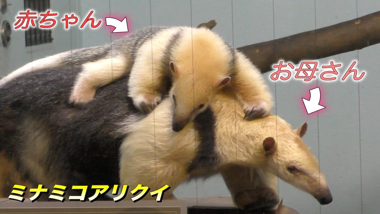 可愛い動物 アリクイの赤ちゃんが可愛い ミナミコアリクイの生態 Southern Tamandua Youtube