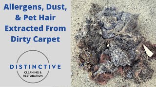 Allergens, Dust, & Pet Hair Extracted From Dirty Carpet