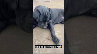 Dog ne pareshan kar diya 😱🐶