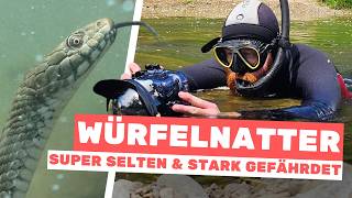 Ich wollte SELTENE TIERE filmen, und das ist passiert... | RasasWelt