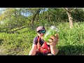 Wild foraging by canoe to make Willy Water from the banks of the River Severn at Montford Bridge