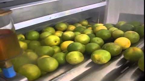 Washing and sorting of oranges using the packing line