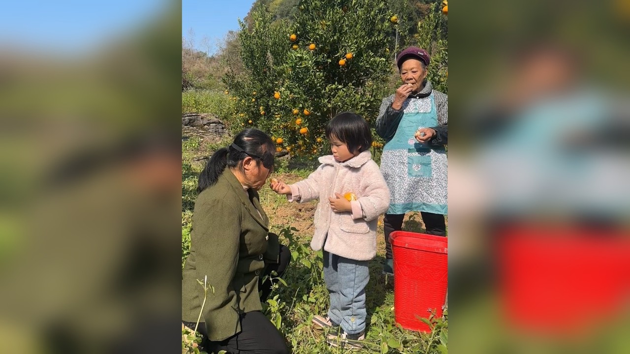 今天去果园里摘柑橘，忙完去看望一位受伤的老人家，愿我们每个人都能平平安安、健健康康