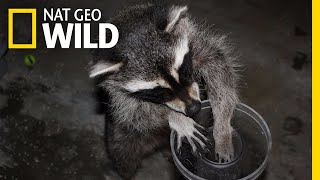 See Raccoons Pass Famous Intelligence Test | Nat Geo Wild