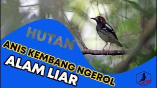 Anis Kembang Ngerol di Hutan Alam Liar Pancingan Alami Pas Untuk Masteran Trotolan