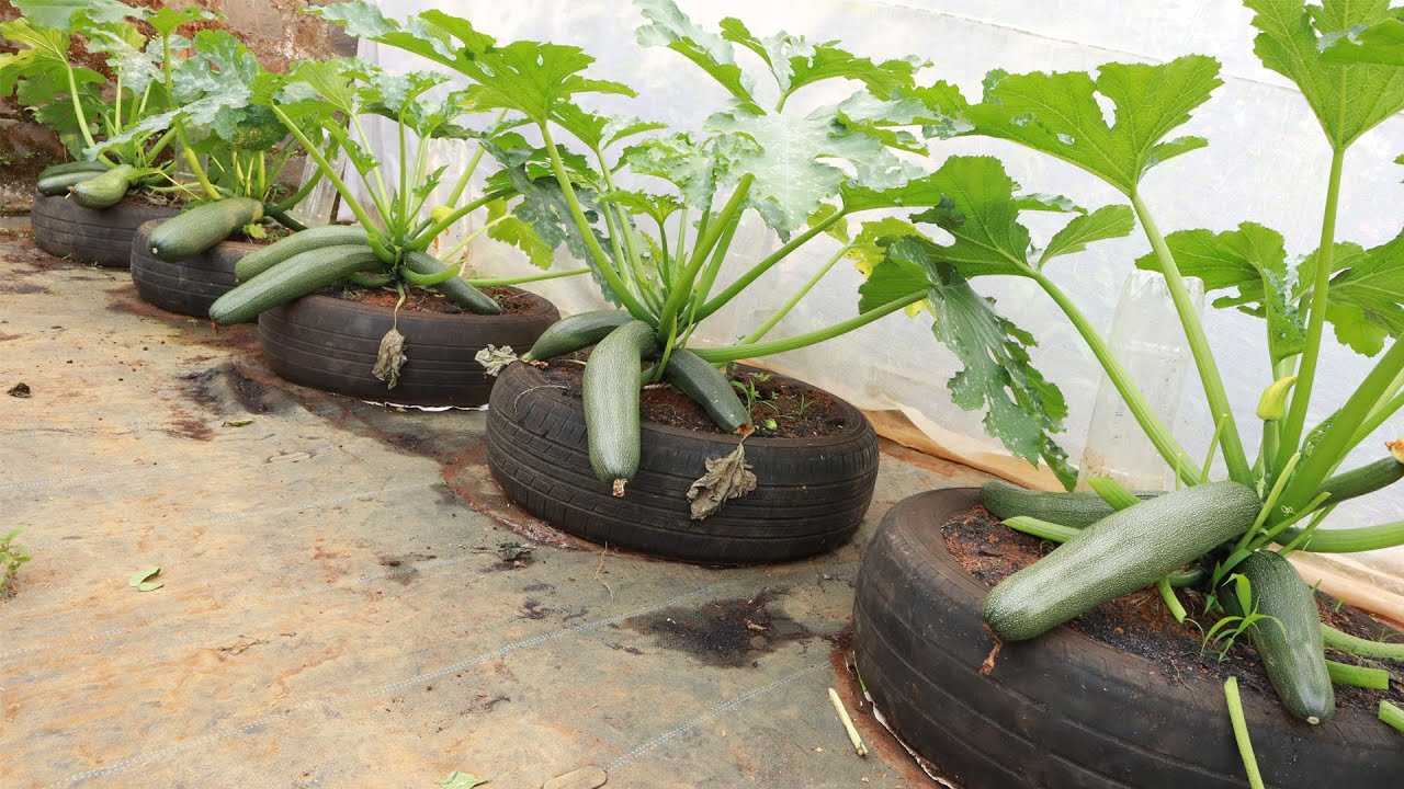 The secret to growing zucchini from tires Drip irrigation, good trees