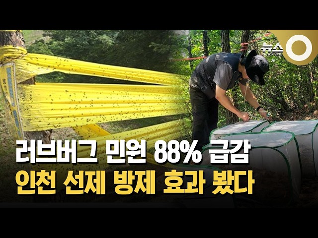 러브버그 민원 88% 급감 인천 선제 방제 효과 봤다