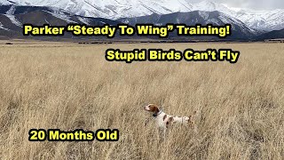 Parker Steady to Wing Training Day 1 by Upland Wild 145 views 3 months ago 7 minutes, 45 seconds