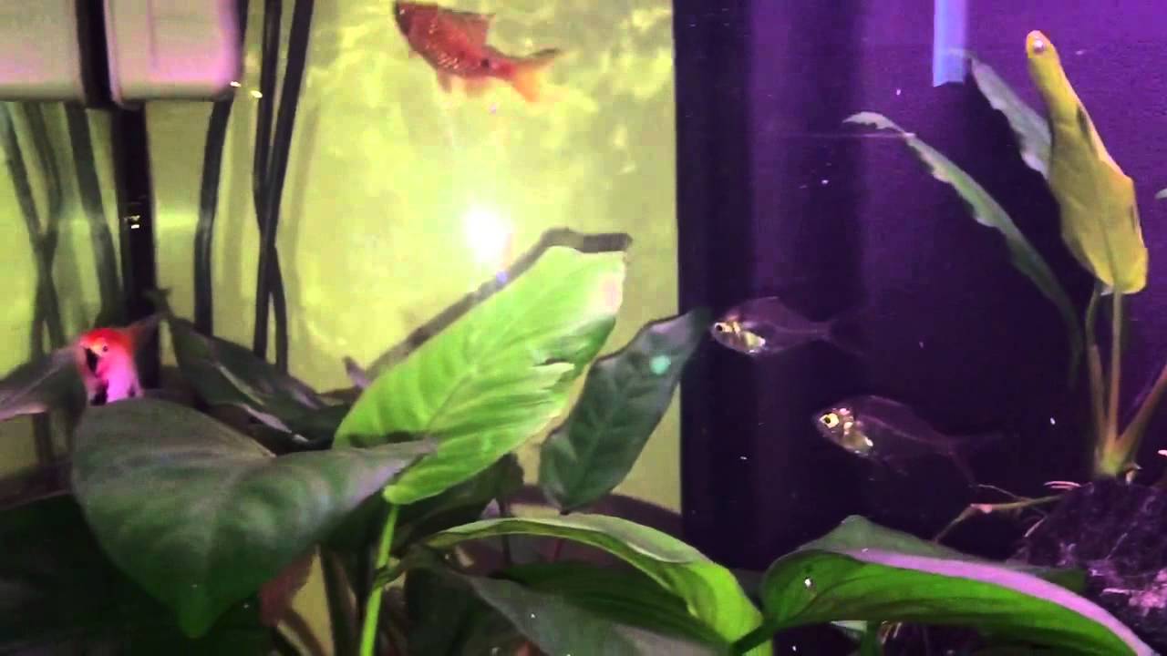 Il mio acquario - YouTube