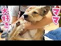 久しぶりにママの胸の中で眠った子犬がかわいすぎる件