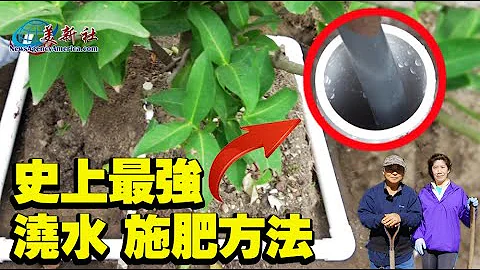 史上最強澆水，施肥方法！ - 天天要聞