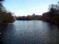 Aves alimentandose, St.James Park, London