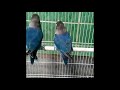 Cara Merawat Burung Lovebird Sepasang