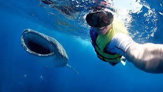 Whale shark Snorkeling Cabo | Baja Whale Shark | Sailing Catamaran Charters